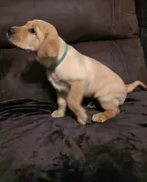 Sir Green, a male Labrador Retriever for sale in Middleburg, FL – Photo 2 of 2