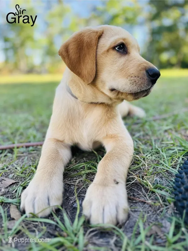 Sir Gray – Labrador Retriever puppy for sale in Middleburg, FL