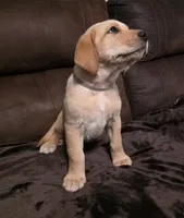 Sir Gray, a male Labrador Retriever for sale in Middleburg, FL – Photo 1 of 2