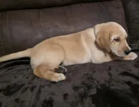 Sir Gray, a male Labrador Retriever for sale in Middleburg, FL – Photo 2 of 2