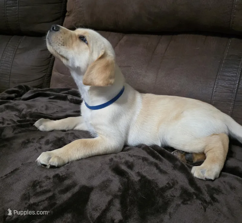 Sir blue – Labrador Retriever puppy for sale in Middleburg, FL