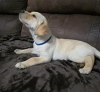 Sir blue, a male Labrador Retriever for sale in Middleburg, FL – Photo 1 of 2