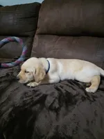 Sir blue, a male Labrador Retriever for sale in Middleburg, FL – Photo 2 of 2