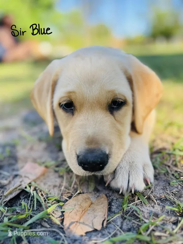 Sir blue – Labrador Retriever puppy for sale in Middleburg, FL