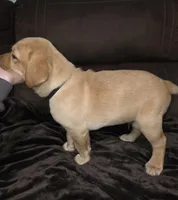 Sir Black, a male Labrador Retriever for sale in Middleburg, FL – Photo 2 of 2