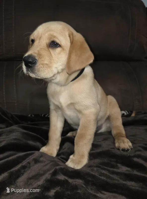Sir Black – Labrador Retriever puppy for sale in Middleburg, FL