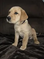 Sir Black, a male Labrador Retriever for sale in Middleburg, FL – Photo 1 of 2