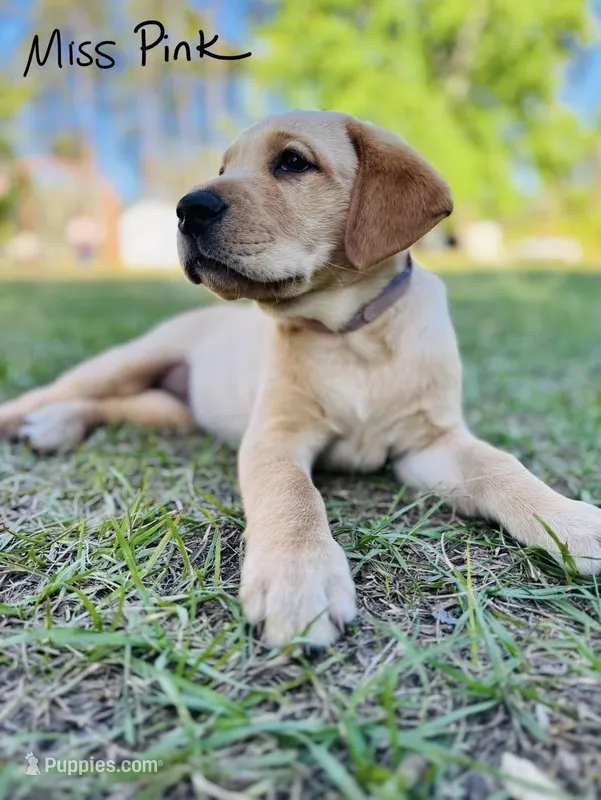 Miss pink – Labrador Retriever puppy for sale in Middleburg, FL