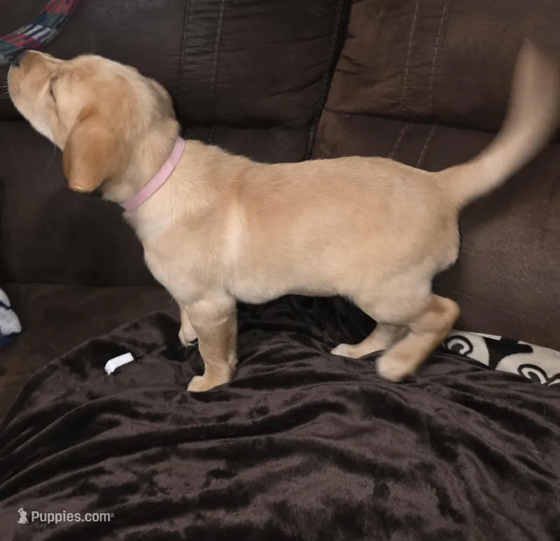 Miss pink – Labrador Retriever puppy for sale in Middleburg, FL