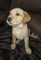 Miss pink, a female Labrador Retriever for sale in Middleburg, FL – Photo 2 of 2