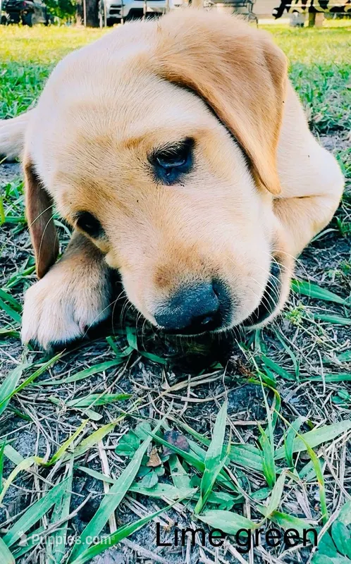 Miss Lite Green – Labrador Retriever puppy for sale in Middleburg, FL