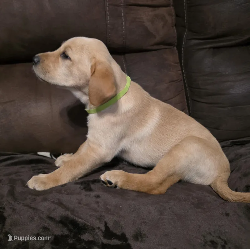 Miss Lite Green – Labrador Retriever puppy for sale in Middleburg, FL