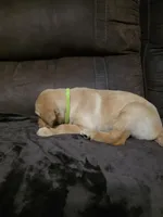 Miss Lite Green, a female Labrador Retriever for sale in Middleburg, FL – Photo 3 of 3