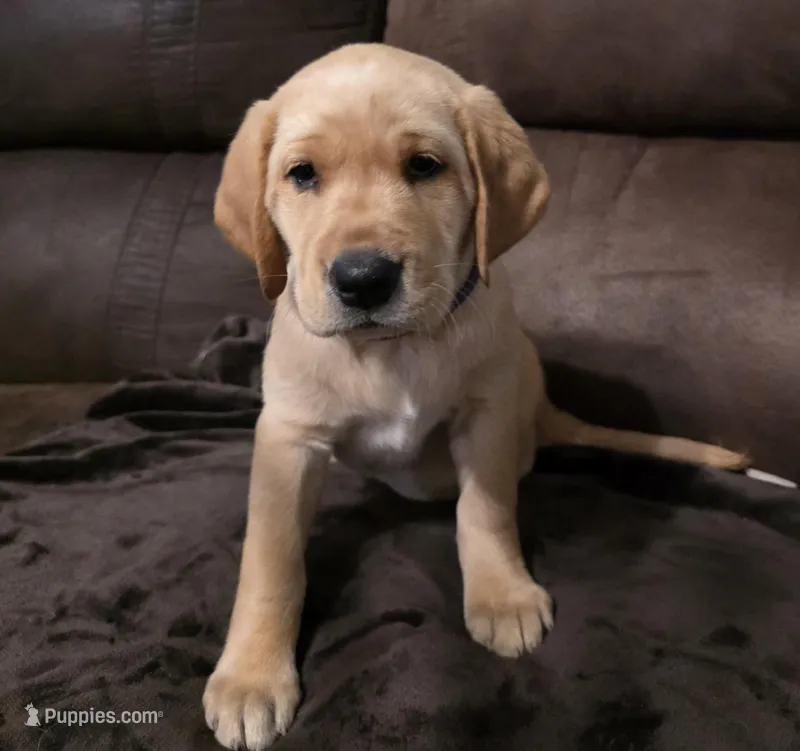 Miss Purple  – Labrador Retriever puppy for sale in Middleburg, FL