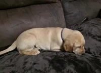 Miss Purple , a female Labrador Retriever for sale in Middleburg, FL – Photo 2 of 2