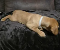 Miss White, a female Labrador Retriever for sale in Middleburg, FL – Photo 2 of 4