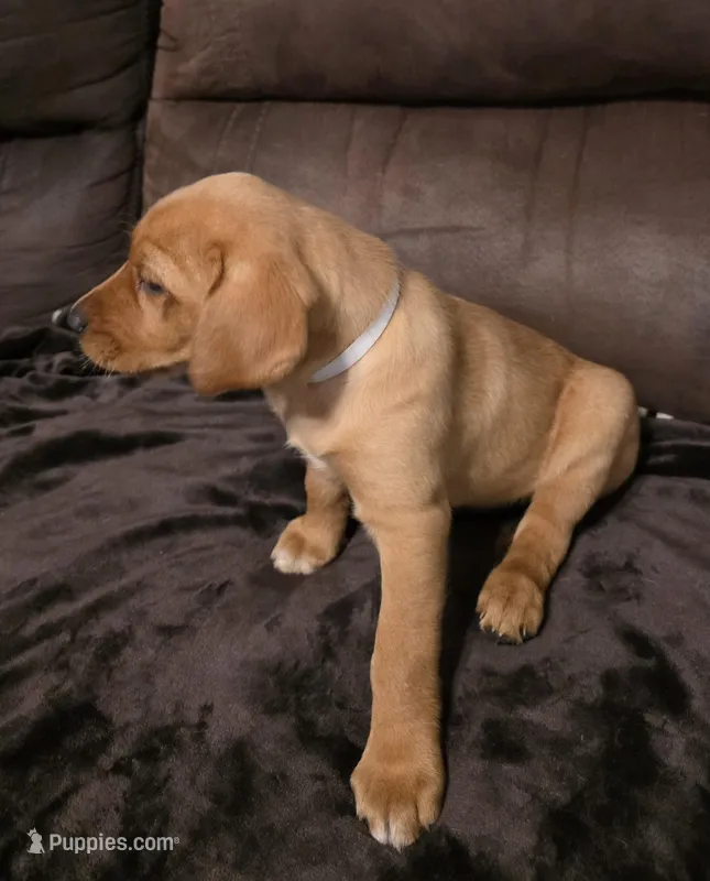 Miss White – Labrador Retriever puppy for sale in Middleburg, FL