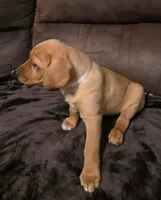 Miss White, a female Labrador Retriever for sale in Middleburg, FL – Photo 1 of 4