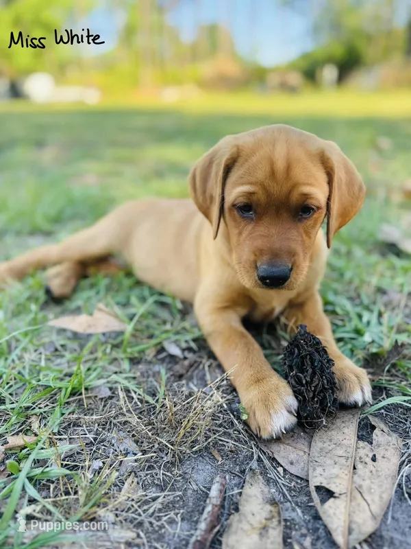 Miss White – Labrador Retriever puppy for sale in Middleburg, FL