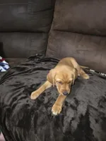 Miss White, a female Labrador Retriever for sale in Middleburg, FL – Photo 4 of 4