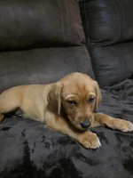 Miss White, a female Labrador Retriever for sale in Middleburg, FL – Photo 3 of 4