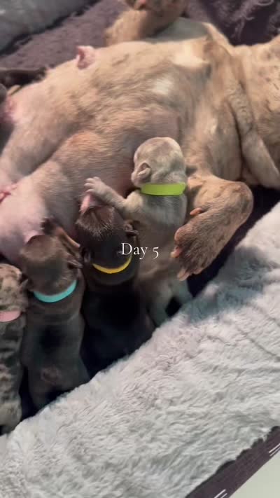 Facility video