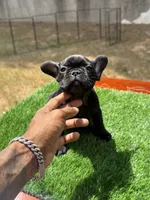 Bear, a female French Bulldog for sale in Atlanta, GA – 2 of 3
