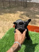 Bear, a female French Bulldog for sale in Atlanta, GA – 3 of 3