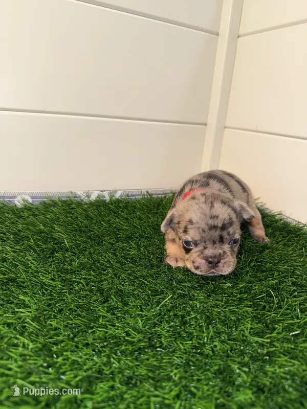 Coco – French Bulldog puppy for sale in Atlanta, GA