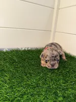 Coco, a female French Bulldog for sale in Atlanta, GA – 1 of 3
