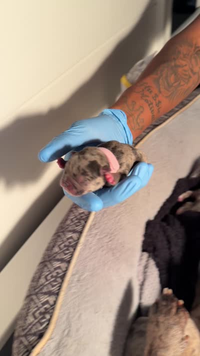 Tiny, a female French Bulldog for sale in Atlanta, GA – 2 of 3