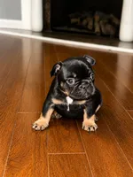 Bolt, a male French Bulldog for sale in Atlanta, GA – 2 of 3