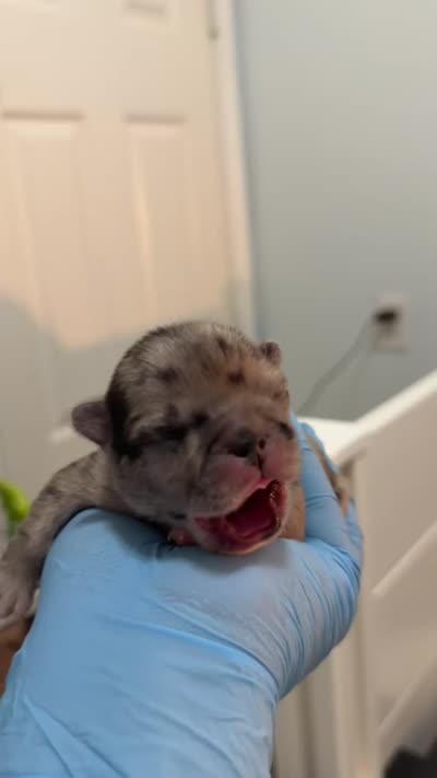 Stella, a female French Bulldog for sale in Atlanta, GA – 1 of 1