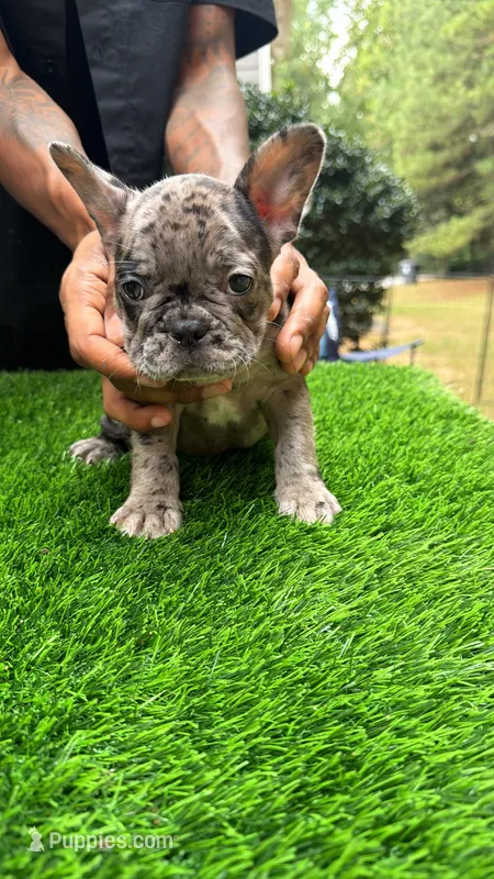 ZARI – French Bulldog puppy for sale in Atlanta, GA