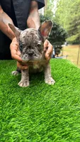 ZARI, a female French Bulldog for sale in Atlanta, GA – 1 of 7