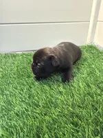 Biggie, a male French Bulldog for sale in Atlanta, GA – 2 of 4