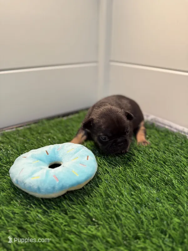 Bolt – French Bulldog puppy for sale in Atlanta, GA