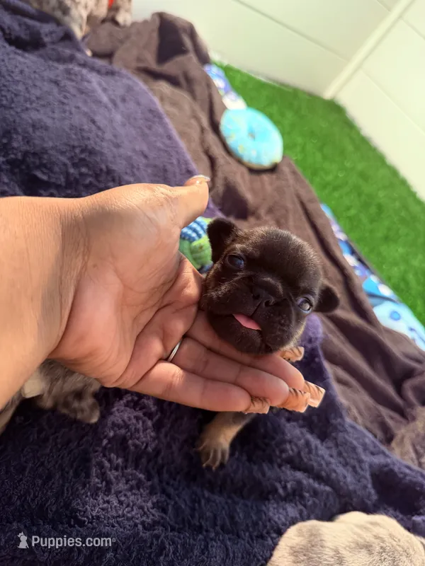 Bolt – French Bulldog puppy for sale in Atlanta, GA