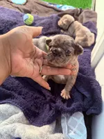 Zari, a female French Bulldog for sale in Atlanta, GA – 1 of 1