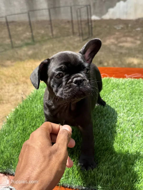 Bear – French Bulldog puppy for sale in Atlanta, GA