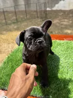 Bear, a female French Bulldog for sale in Atlanta, GA – 1 of 3