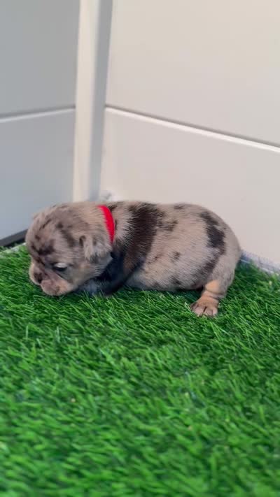 Coco, a female French Bulldog for sale in Atlanta, GA – 3 of 3
