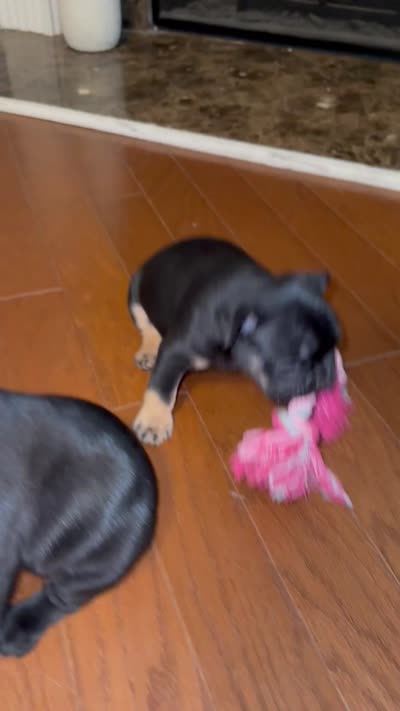 Bolt, a male French Bulldog for sale in Atlanta, GA – 3 of 3