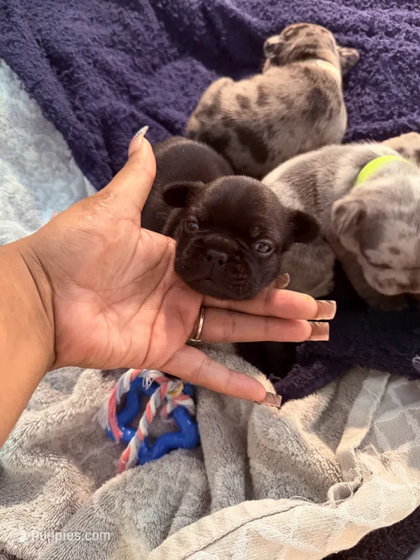 Biggie – French Bulldog puppy for sale in Atlanta, GA