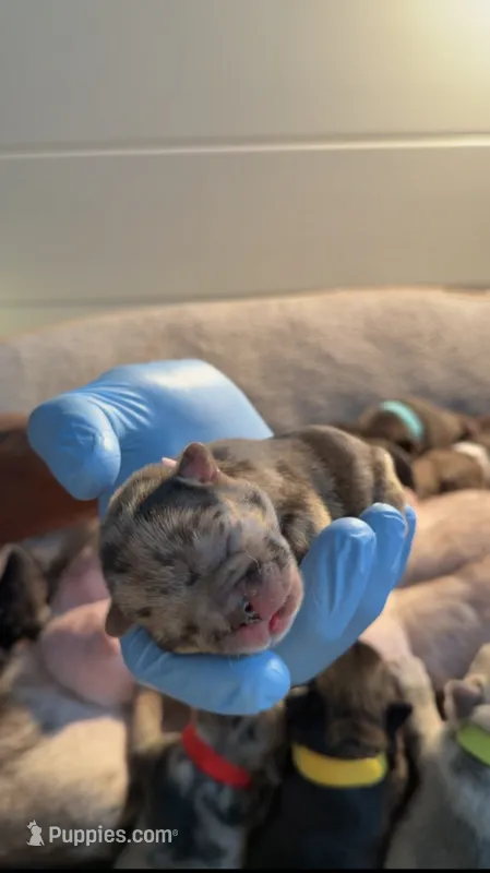 Tiny – French Bulldog puppy for sale in Atlanta, GA