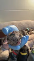 Tiny, a female French Bulldog for sale in Atlanta, GA – 1 of 3