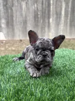 ZARI, a female French Bulldog for sale in Atlanta, GA – 7 of 7
