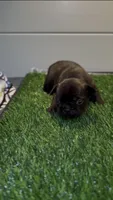 Biggie, a male French Bulldog for sale in Atlanta, GA – 1 of 4