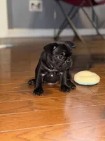 Biggie, a male French Bulldog for sale in Atlanta, GA – 2 of 2