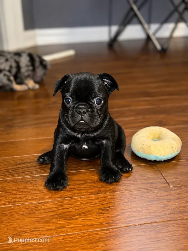 Biggie – French Bulldog puppy for sale in Atlanta, GA
